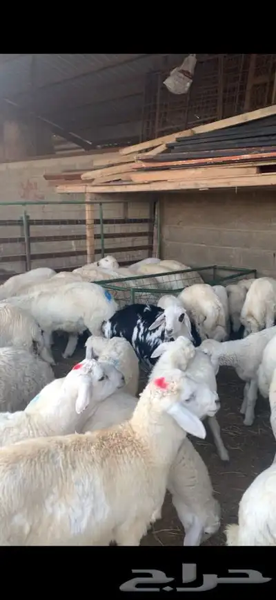 ذبايح حري نعيمي نجدي تيوس يوجد خدمه ذبح وتوصيل 30