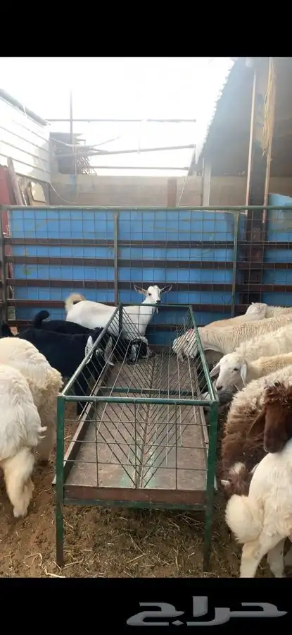 ذبايح نعيمي نجدي حري تيوس يوجد خدمه ذبح وتوصيل 17