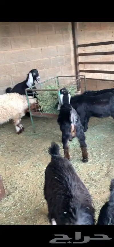 ذبايح نعيمي نجدي حري تيوس يوجد خدمه ذبح توصيل 2