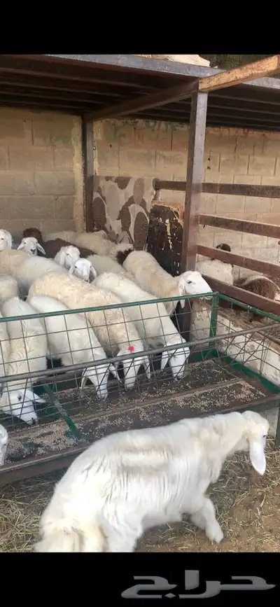 ذبايح نعيمي نجدي حري تيوس يوجد خدمه ذبح توصيل 21
