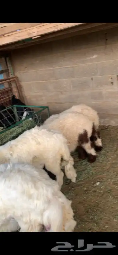 ذبايح حري نعيمي نجدي تيوس يوجد خدمه ذبح وتوصيل 26
