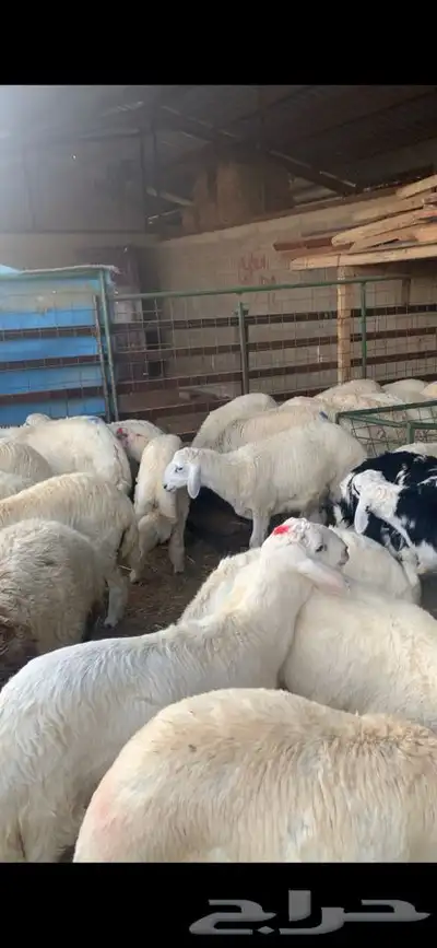 ذبايح نعيمي نجدي حري تيوس يوجد ذبح توصيل 30