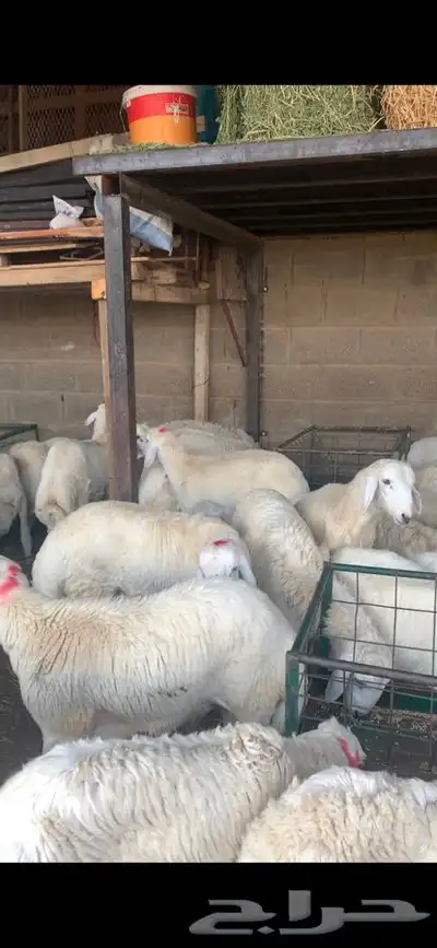 ذبايح نعيمي نجدي حري تيوس يوجد خدمه ذبح توصيل 11