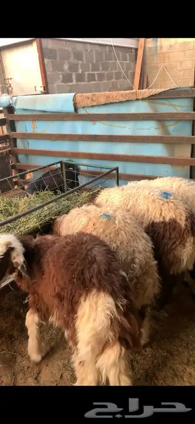 ذبايح نعيمي نجدي حري تيوس يوجد خدمه ذبح توصيل 6