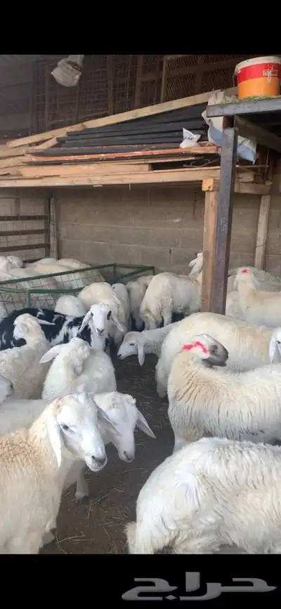 ذبايح حري نعيمي نجدي تيوس يوجد خدمه ذبح وتوصيل 31