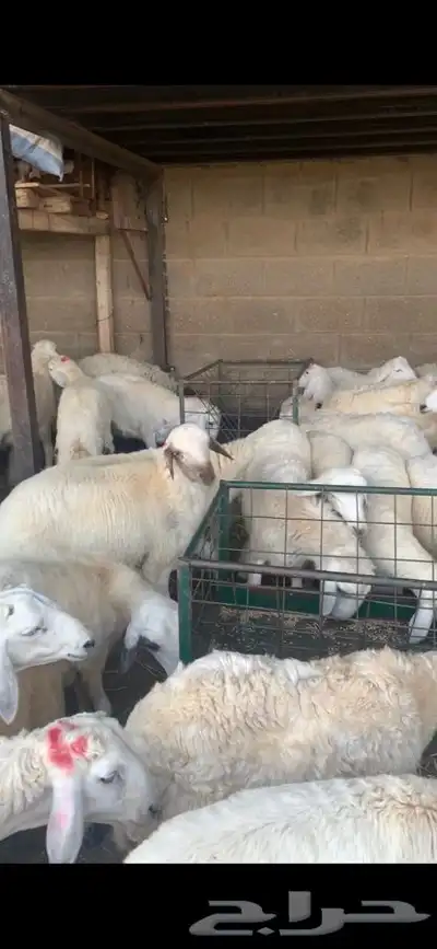 ذبايح نعيمي نجدي حري تيوس يوجد خدمه ذبح توصيل 23