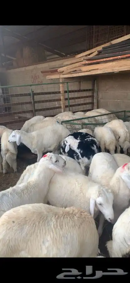 ذبايح نعيمي نجدي حري تيوس يوجد خدمه ذبح وتوصيل 23
