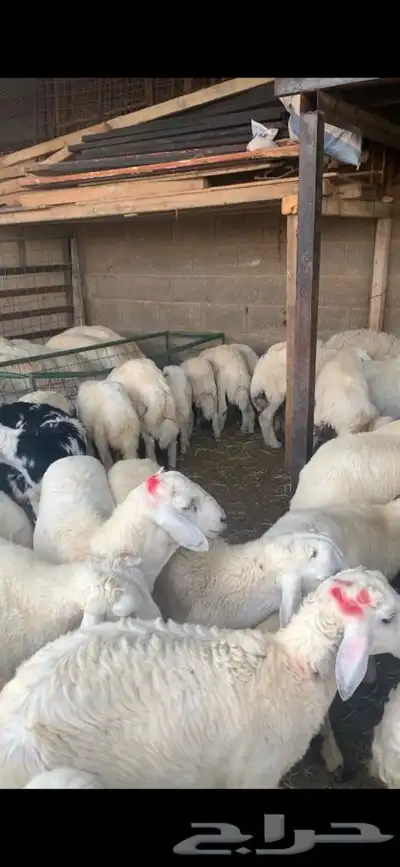 ذبايح نعيمي نجدي حري تيوس يوجد خدمه ذبح توصيل 20