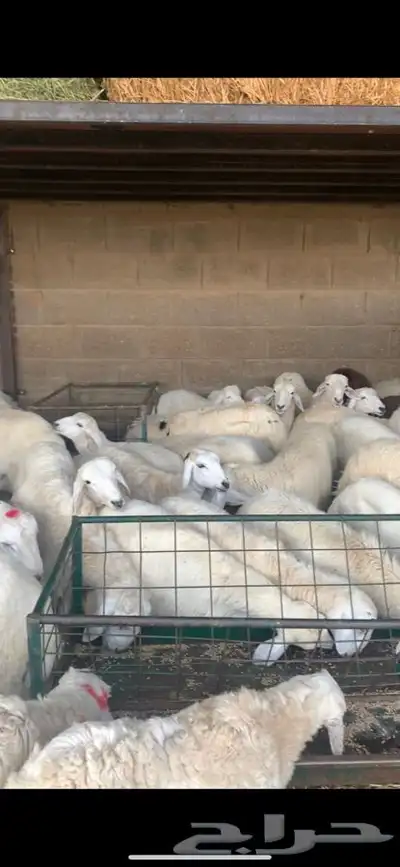 ذبايح حري نعيمي نجدي تيوس يوجد خدمه ذبح وتوصيل 27