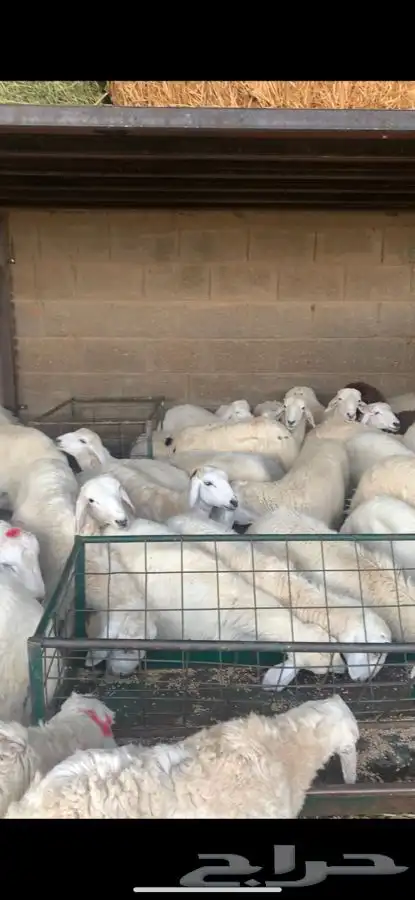 ذبايح حري نعيمي نجدي تيوس يوجد خدمه ذبح وتوصيل 27