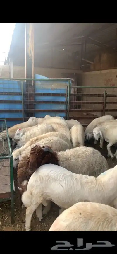 ذبايح نعيمي نجدي حري تيوس يوجد خدمه ذبح توصيل 17