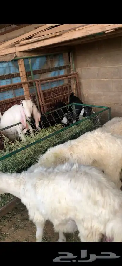 ذبايح حري نعيمي نجدي تيوس يوجد خدمه الذبح والتوصيل مجانا 7