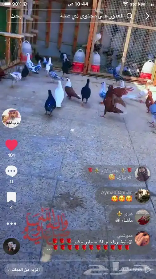 جميع_انواع_الحمام_الشامي_والزينه_ولاحم 13