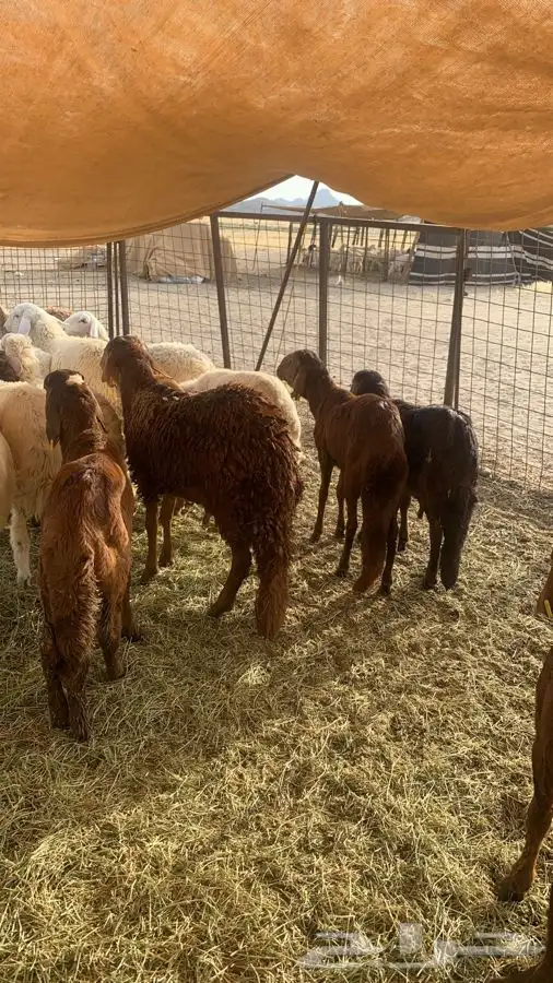 ذبيحتك مفصلة و موصلة لباب بيتك 36