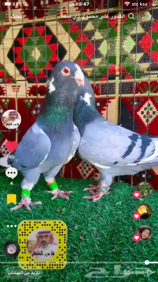 جميع_انواع_الحمام_الشامي_والزينه_ولاحم 4