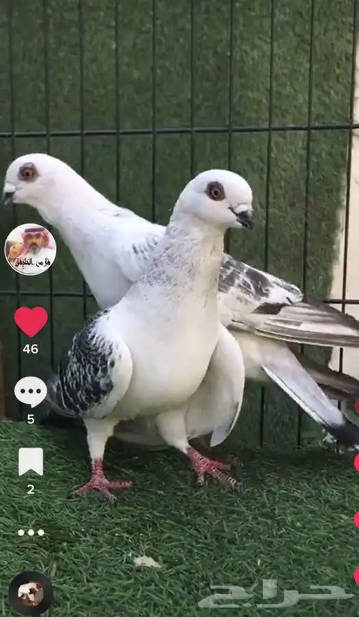 جميع_انواع_الحمام_الشامي_والزينه_ولاحم 27