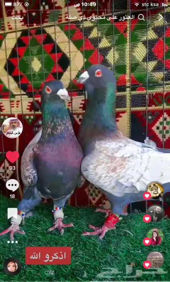 جميع_انواع_الحمام_الشامي_والزينه_ولاحم 0