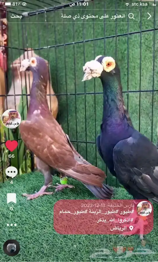 جميع_انواع_الحمام_الشامي_والزينه_ولاحم 31