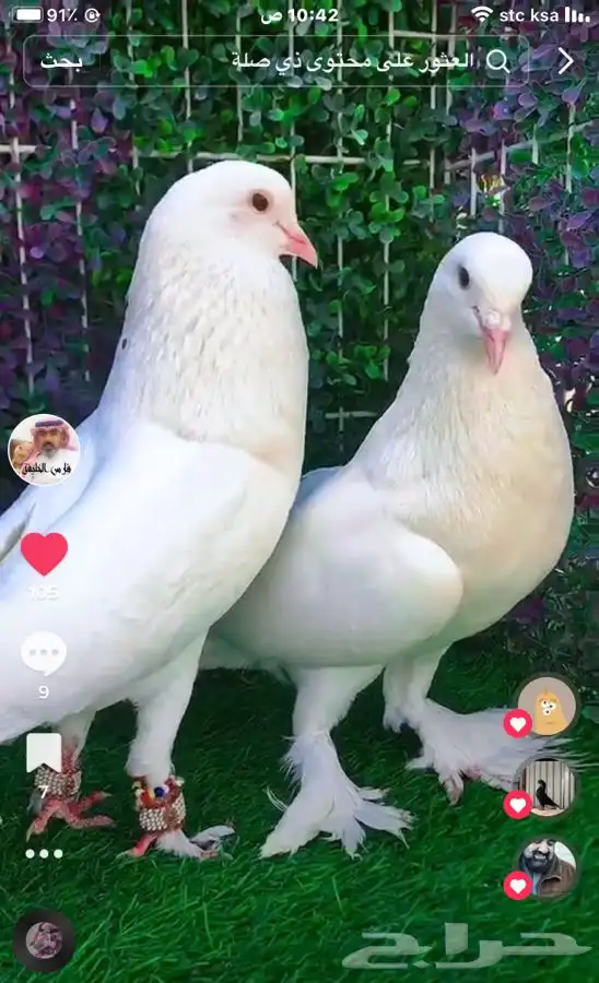 جميع_انواع_الحمام_الشامي_والزينه_ولاحم 9