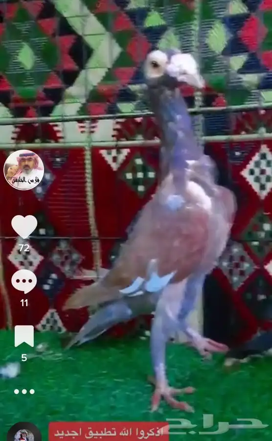 جميع_انواع_الحمام_الشامي_والزينه_ولاحم 20