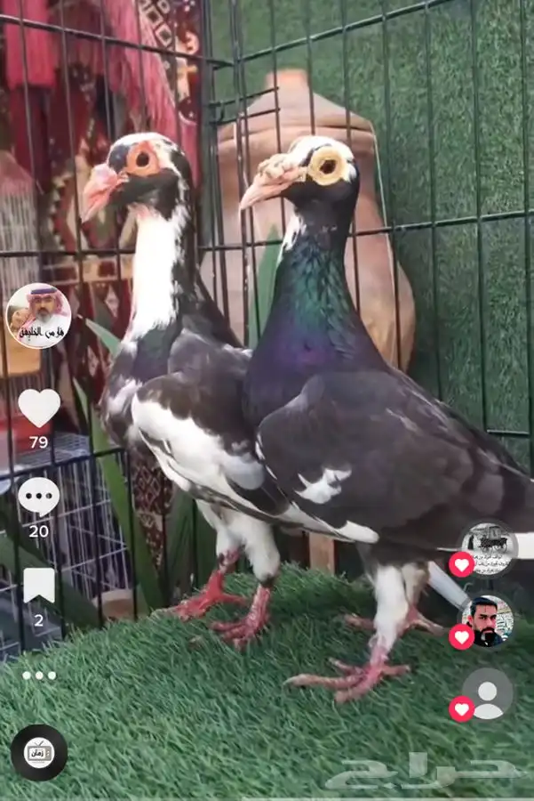 جميع_انواع_الحمام_الشامي_والزينه_ولاحم 24