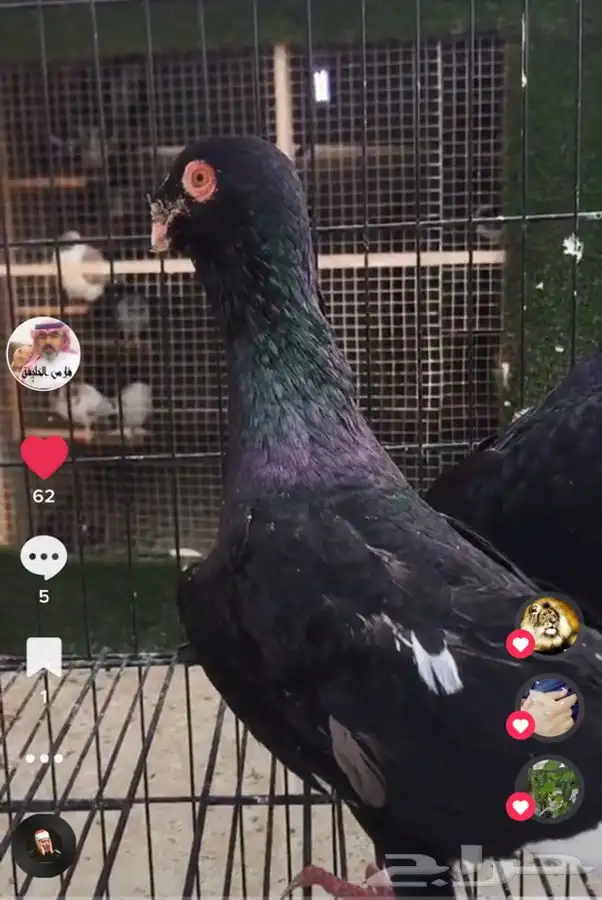 جميع_انواع_الحمام_الشامي_والزينه_ولاحم 33