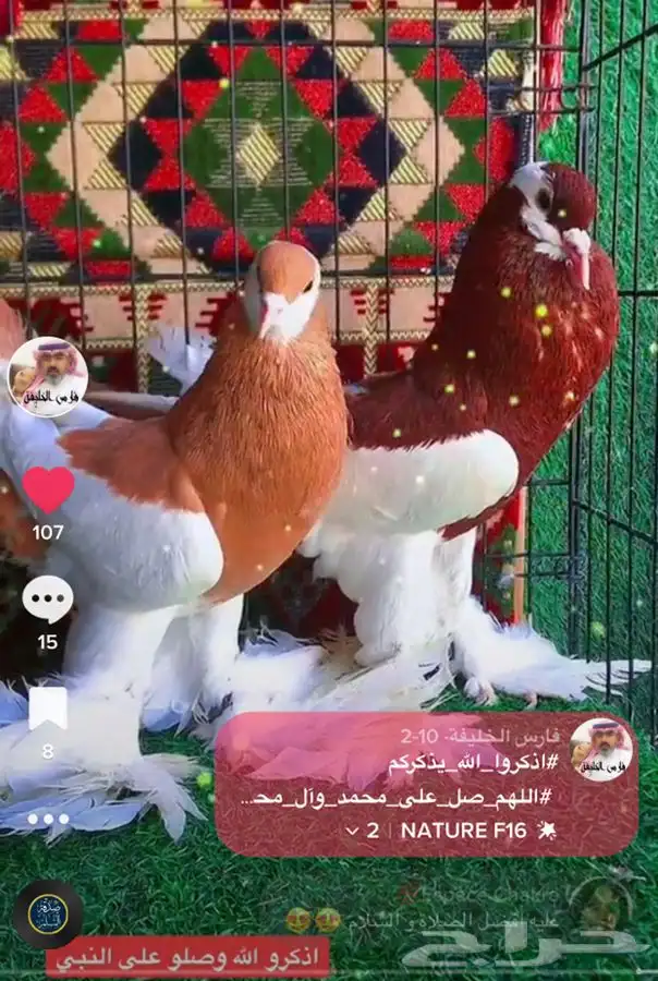 جميع_انواع_الحمام_الشامي_والزينه_ولاحم 15
