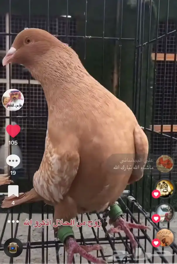 جميع_انواع_الحمام_الشامي_والزينه_ولاحم 35