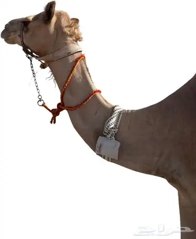 جهاز تتبع الابل بطارية 10 الاف 0 جهاز تتبع الابل بطارية 10 الاف 0