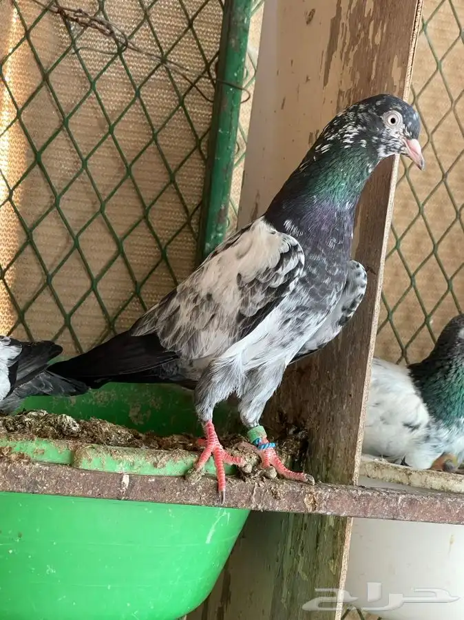 طبات حمام تيدي فواخر 6