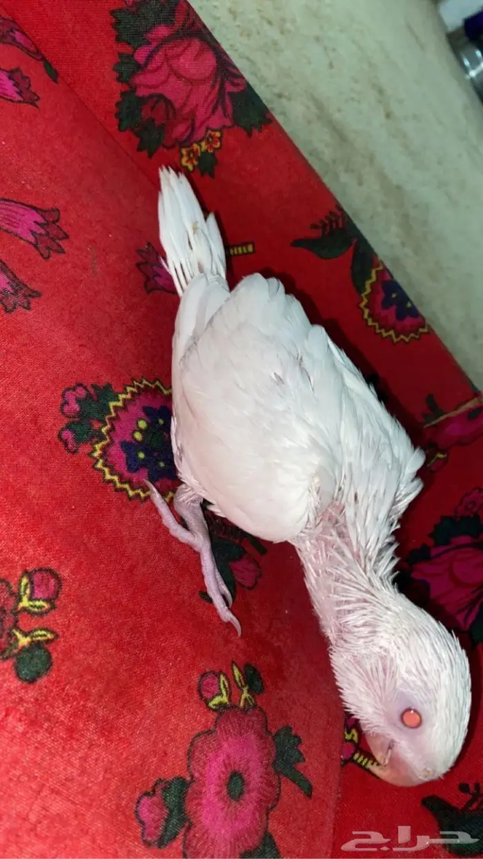 دره البينو صافي نظيف 1