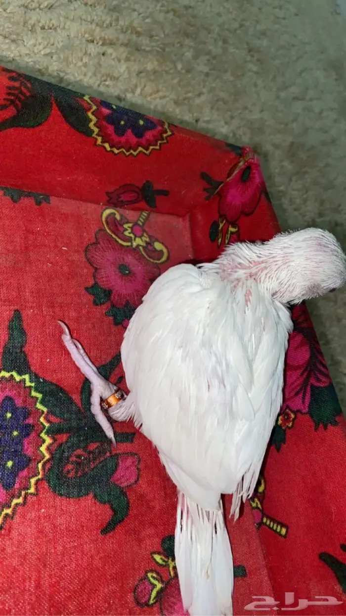 دره البينو صافي نظيف 2