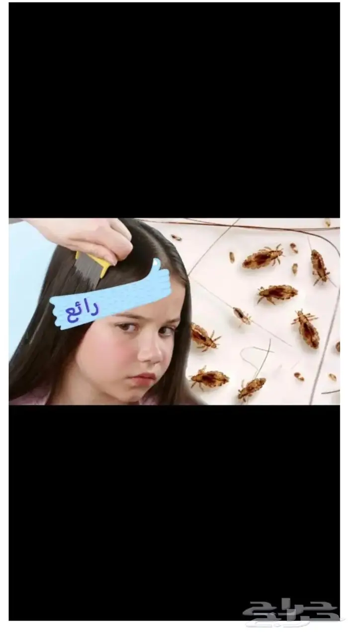 عرض تنظيف القمل لمدة يوم واحد 0