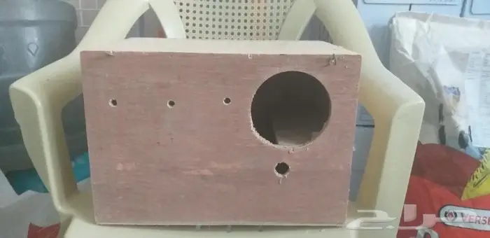 بياضات كبيرة درة كينيور ببغاوات 1