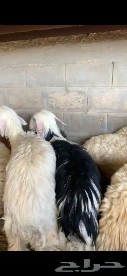 ذبايح حري نعيمي نجدي تيوس يوجد خدمه الذبح والتوصيل 15