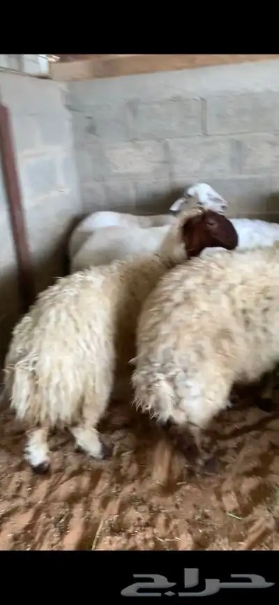 ذبايح حري نعيم نجد تيوس يوجد خدمه الذبح والتوصيل 3