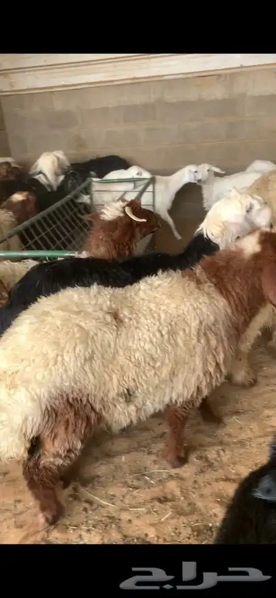 ذبايح حري نعيم نجد تيوس يوجد خدمه الذبح والتوصيل 37