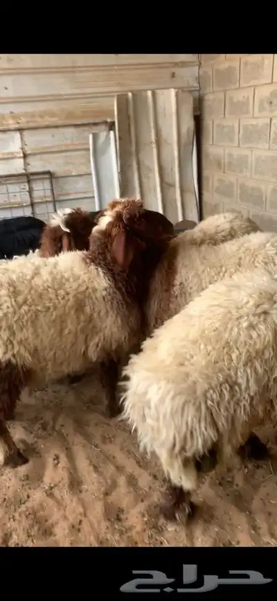 ذبايح حري نعيم نجد تيوس يوجد خدمه الذبح والتوصيل 29