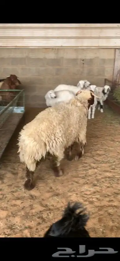 ذبايح حري نعيمي نجدي تيوس يوجد خدمه الذبح والتوصيل 36