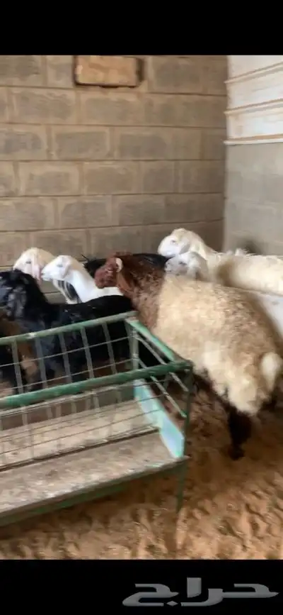 ذبايح حري نعيم نجد تيوس يوجد خدمه الذبح والتوصيل 24