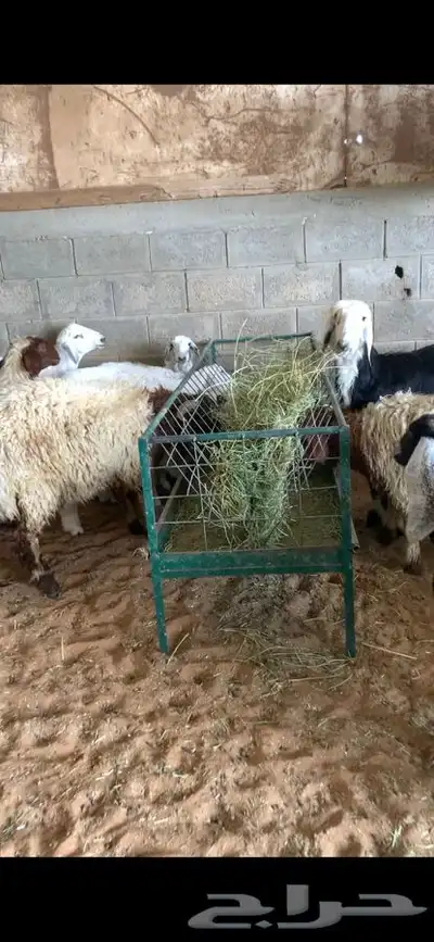 ذبايح حري نعيم نجد تيوس يوجد خدمه الذبح والتوصيل 4