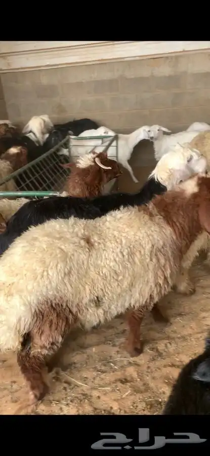 ذبايح حري نعيمي نجدي تيوس يوجد خدمه الذبح والتوصيل 40