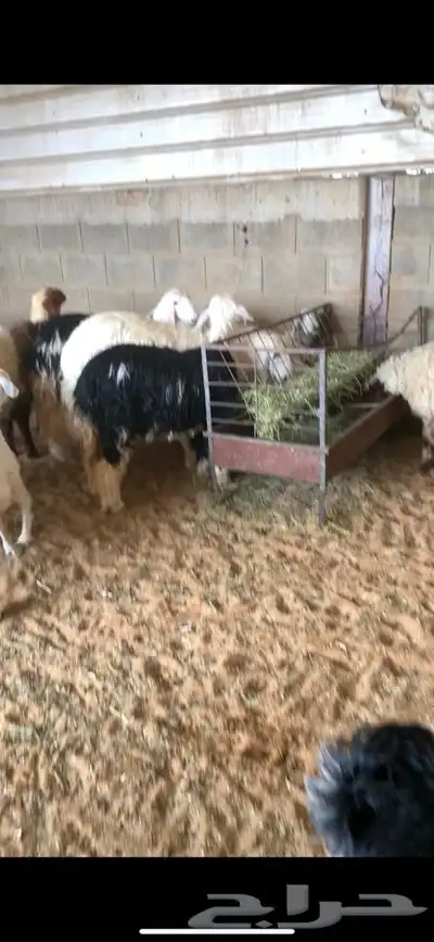 ذبايح حري نعيم نجد تيوس يوجد خدمه الذبح والتوصيل 20