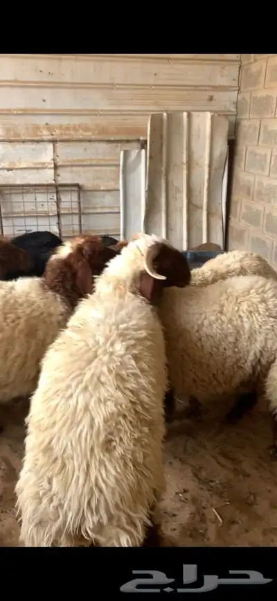 ذبايح حري نعيم نجد تيوس يوجد خدمه الذبح والتوصيل 30