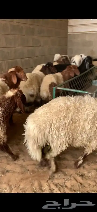 ذبايح حري نعيمي نجدي تيوس يوجد خدمه الذبح والتوصيل 37