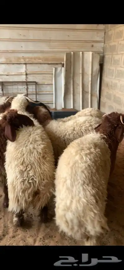 ذبايح حري نعيم نجد تيوس يوجد خدمه الذبح والتوصيل 31