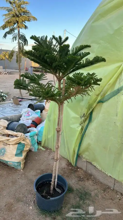 جميع أنواع الشتلات مع التوصيل والزراعة.. 20