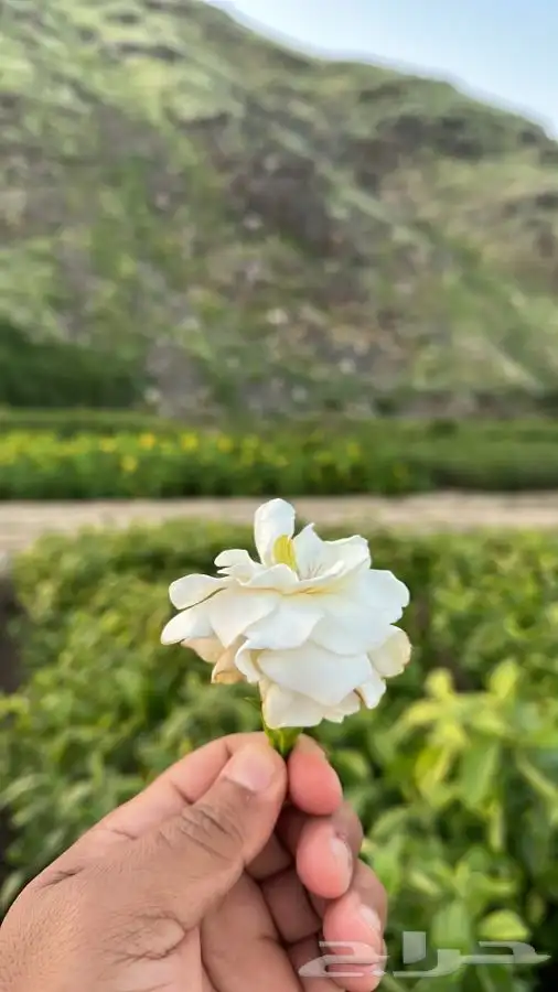 جميع أنواع الشتلات مع التوصيل والزراعة.. 9