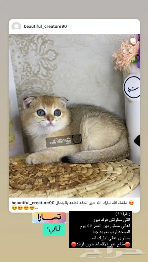 سكوتش سكواتش فولد بيرشن ستريت بيور قطط قطوه قطه قط كيتن 2