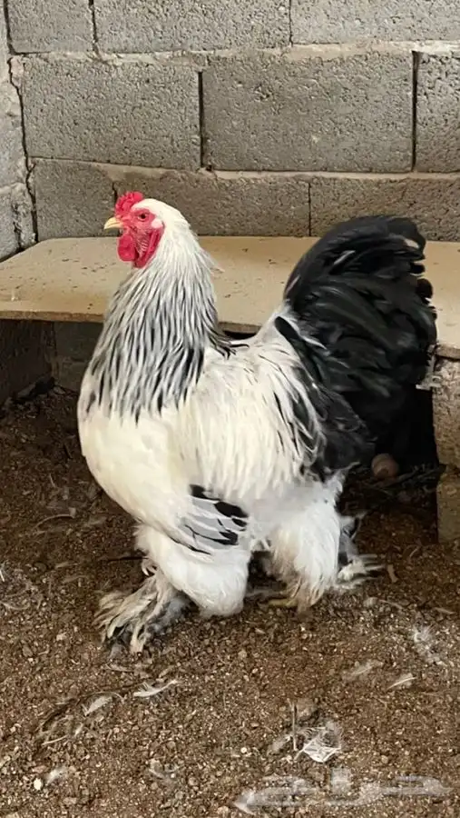 صوص براهما كولمبي كونك 5